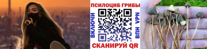где купить наркоту  Осташков  Псилоцибиновые грибы Psilocybine cubensis 